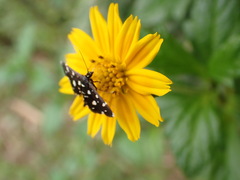Bocchoris inspersalis