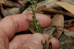 Phyllanthus hirtellus