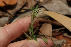Phyllanthus hirtellus