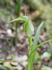 Pterostylis graminea