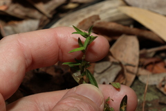 Phyllanthus hirtellus