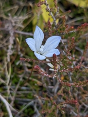 Wahlenbergia albomarginata