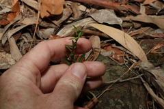 Phyllanthus hirtellus