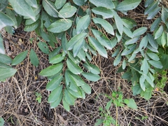 Bridelia tomentosa
