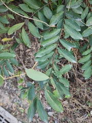 Bridelia tomentosa
