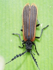 Pseudolycus haemorrhoidalis