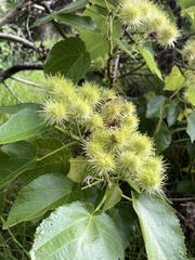 Entelea arborescens