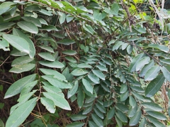 Bridelia tomentosa
