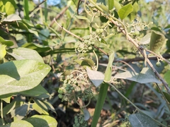 Cocculus orbiculatus