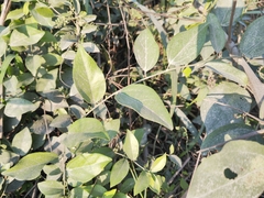 Cocculus orbiculatus