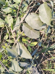 Cocculus orbiculatus