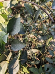 Cocculus orbiculatus