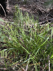 Carex fascicularis