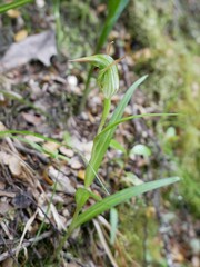 Pterostylis graminea