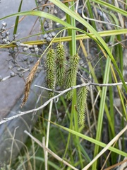 Carex fascicularis
