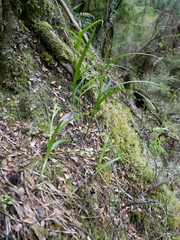 Pterostylis graminea