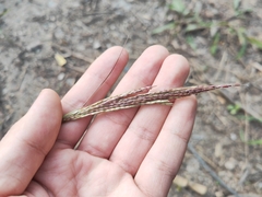 Dichanthium annulatum