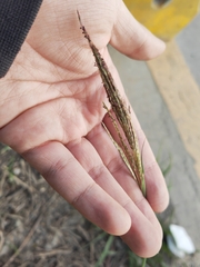 Dichanthium annulatum