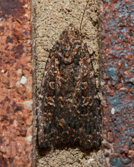 Hypoperigea tonsa