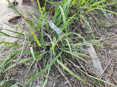 Dichanthium annulatum