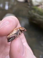 Anoplognathus concolor