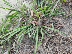 Dichanthium annulatum