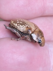 Anoplognathus concolor