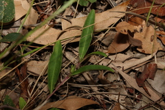 Eremophila debilis