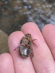 Anoplognathus concolor