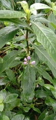 Hygrophila pogonocalyx