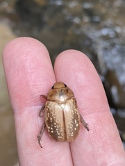 Anoplognathus concolor