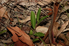 Eremophila debilis
