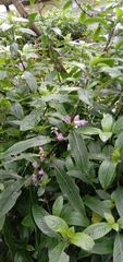 Hygrophila pogonocalyx