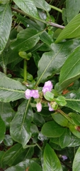 Hygrophila pogonocalyx