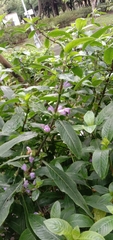 Hygrophila pogonocalyx