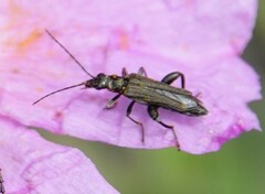 Oedemera