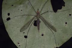 Leptotarsus albistigma