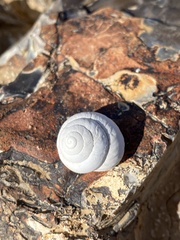 Sphincterochila