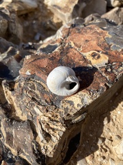 Sphincterochila