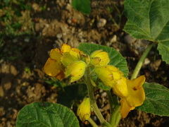 Ibicella lutea