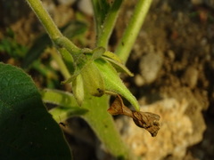 Ibicella lutea