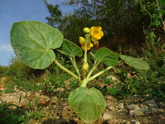 Ibicella lutea