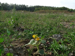 Ibicella lutea