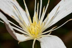 Clematis gentianoides