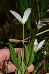Clematis gentianoides