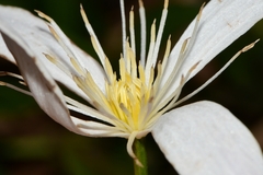 Clematis gentianoides