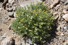 Jamesbrittenia lyperioides