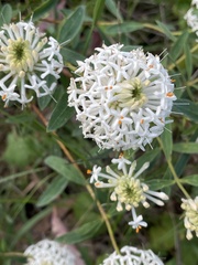 Pimelea treyvaudii