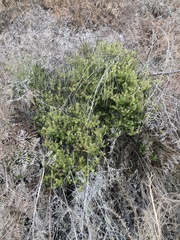Leptecophylla juniperina