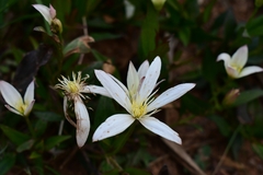 Clematis gentianoides